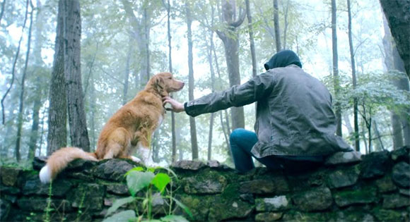 Good Boy