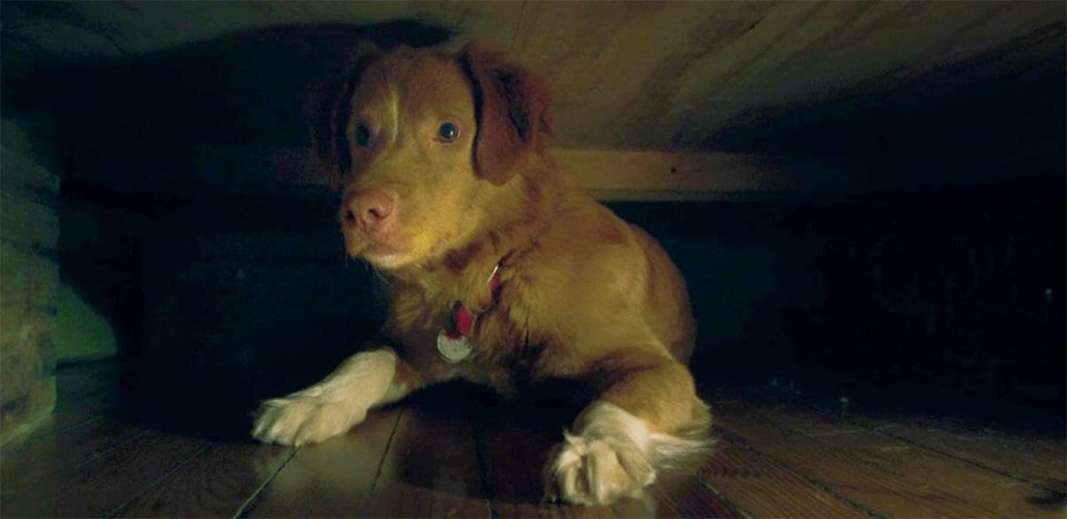 Good Boy
